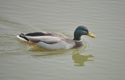 Mallard | by wryneck94