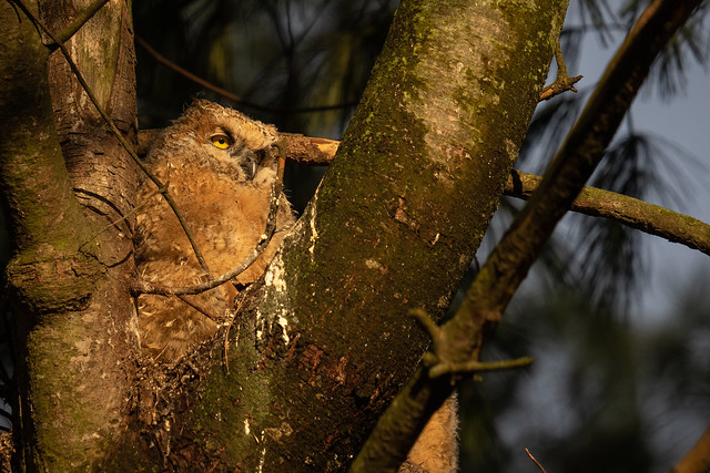 Great Horned Owlet soaking up the sun
