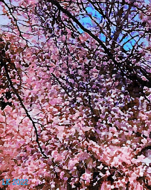 pink spring......2022-04-11