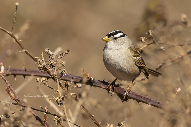 White-crowned sparrow close