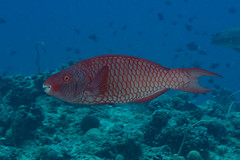 Red Parrotfish