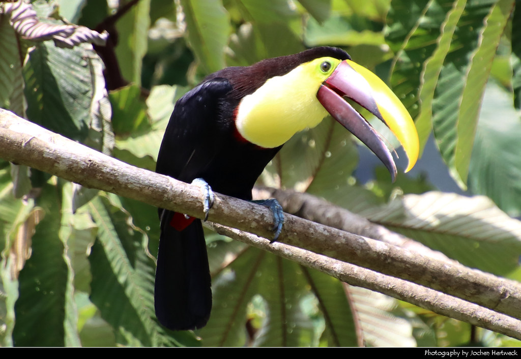 Yellow-throated toucan, Volcán Arenal NP, Costa Rica