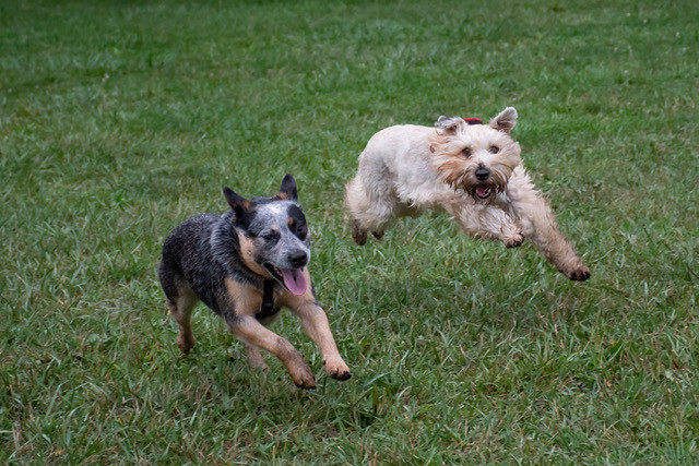 Photo of two dogs running