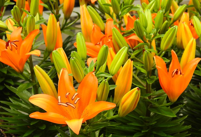 Orange Day Lilies...