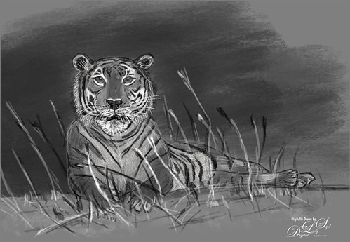 Drawn B&W image of a Malayan Tiger at the Palm Beach Zoo. 