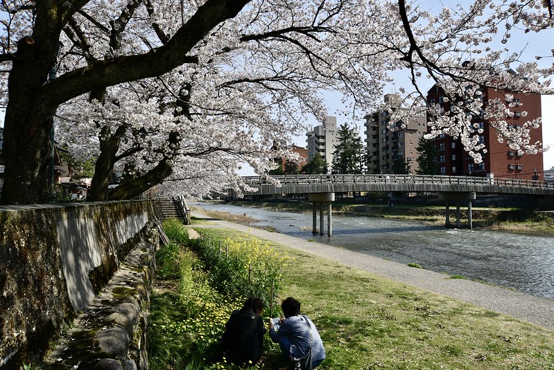 浅野川の桜