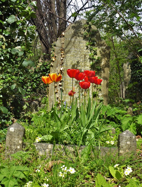Tulips, Brockley Cemetery, SE London