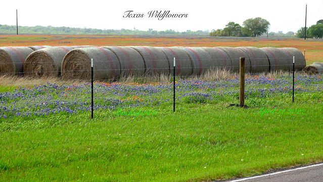 Texas Wildflowers !