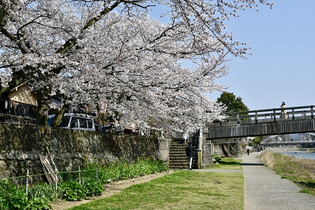 浅野川の桜