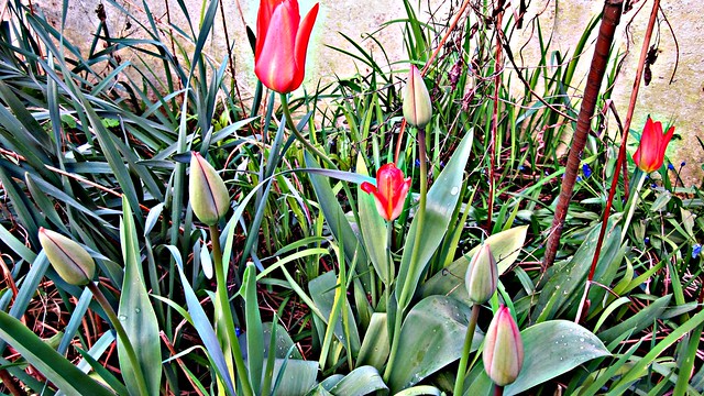 Tulips4 my Garden