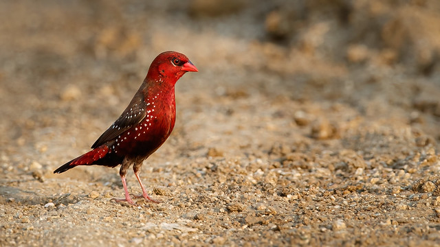 A Strawberry Finch looking for insects on the ground