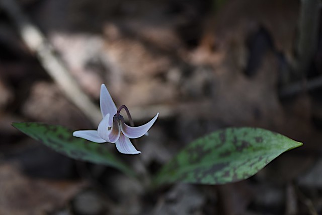 White Trout Lily in northern Kentucky