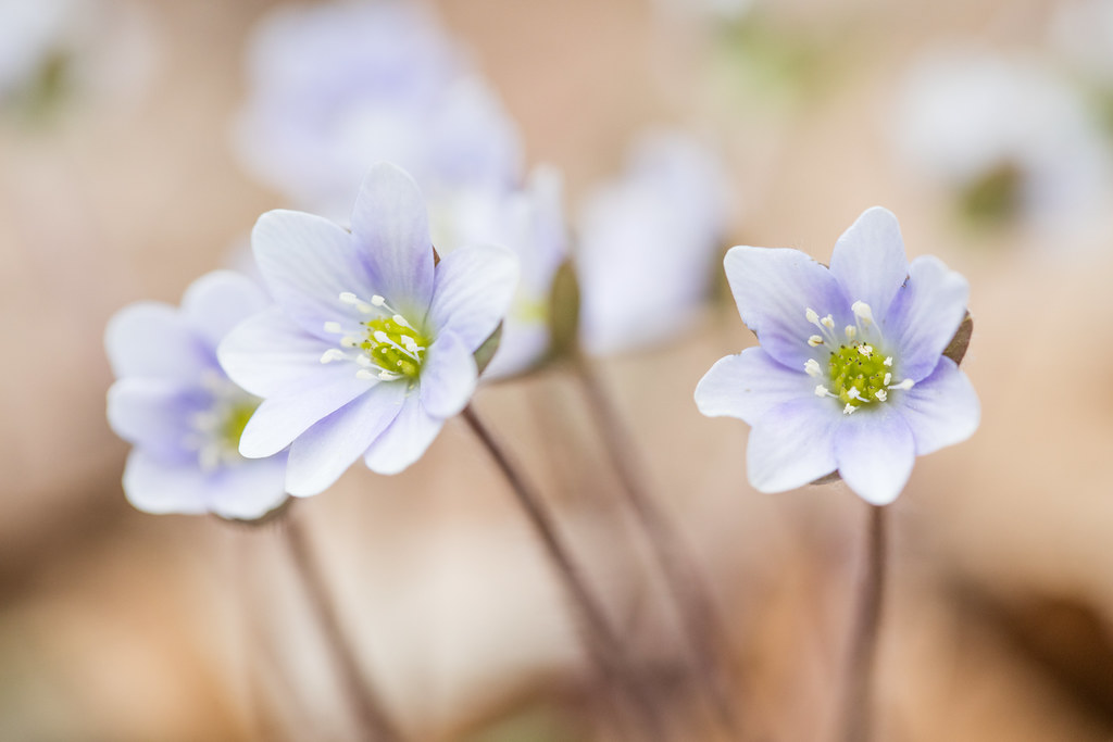 Pale-purple hepatica flowers with yellow-green centers.