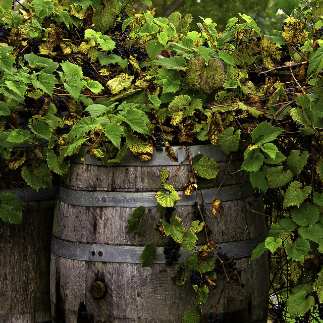 Wine Barrel, Bloomer Creek Winery,