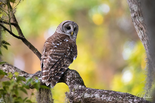 Barred Owl | Strix varia | 2022 - 2