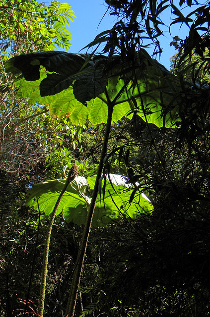 Giant Rhubarb at Poas Volcano in Costa Rica