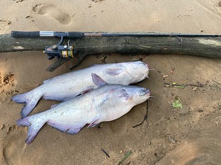 Photo of two blue catfish that were caught