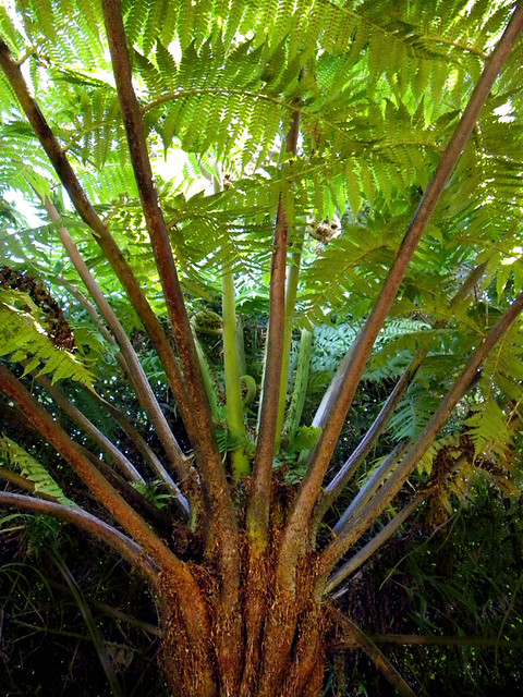 A tree fern at Poas Volcano in Costa Rica