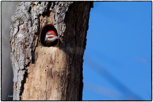 raphaelkopanphotography californiawoodspark cincinnati nature pileatedwoodpecker wildlife wildinurbansetting nikon 600mmf4evr 14xtciii monopod explore explored