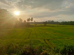 Sunset over paddy field