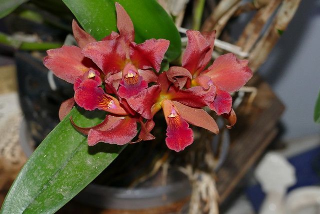 Cattlianthe India Rose Sherwood 'Kiilani'  hybrid orchid