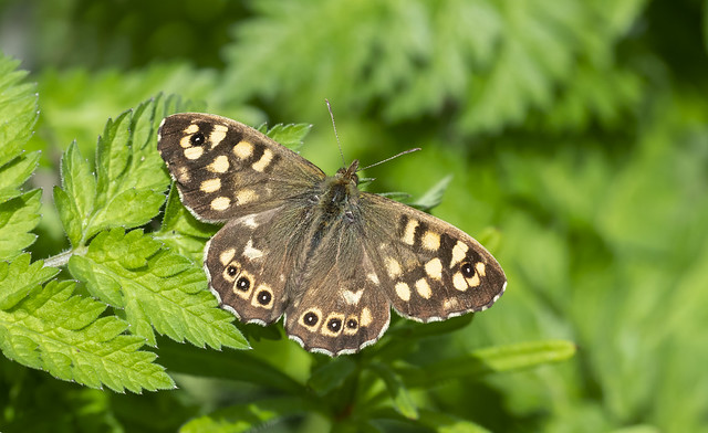 Speckled Wood (Pararge aegeria).