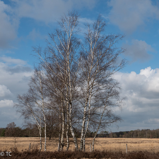 Berkenbomen op de Strabrechtse Heide/ Birch trees on the Heath of Strabrecht