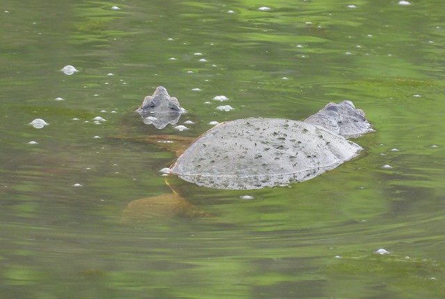 mating snapping turtles