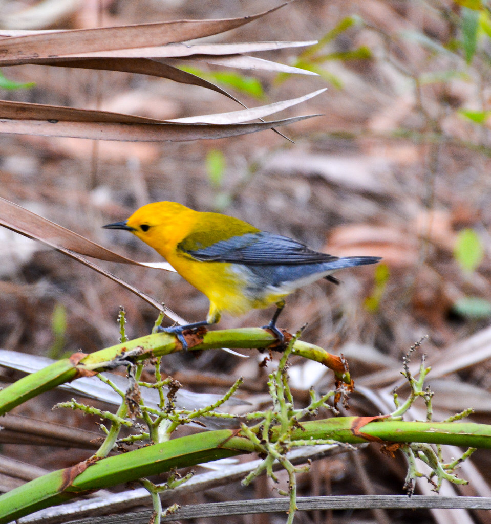 Prothonotary Warbler 041122 (2)