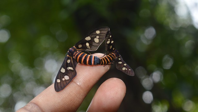 Amata (moth) mating