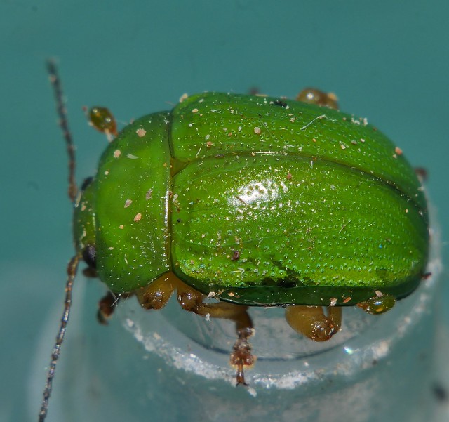 Mitey beetle Calomela sp Chrysomelinae Chrysomelidae Mandalay Rainforest Airlie Beach P1400704