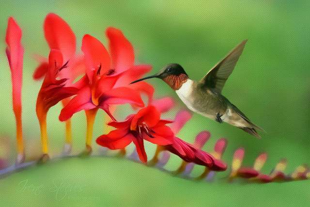 Crocosmia Flowers with Male Ruby-Throated Hummingbird