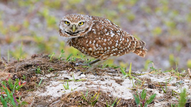 Burrowing Owl -- Cape Coral, Florida