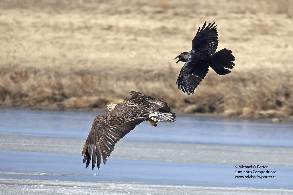 Common Raven chasing immature Bald Eagle