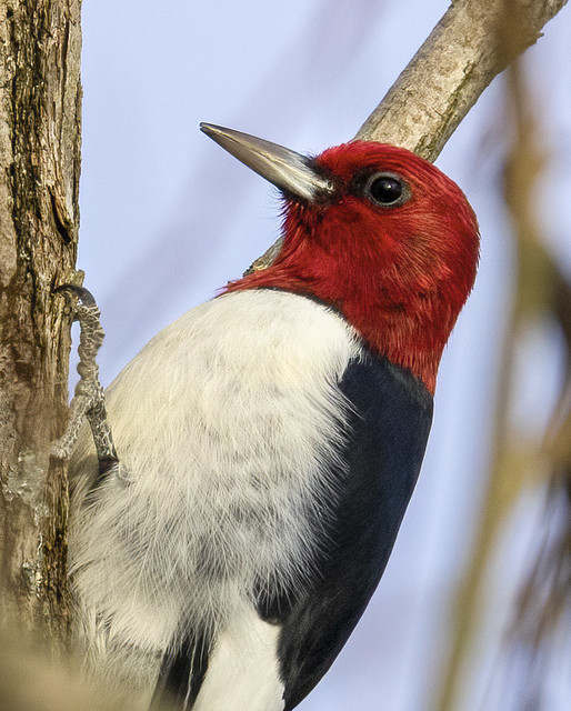 Red Headed Woodpecker...