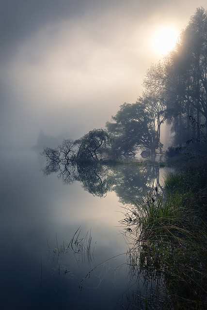 Misty Tree Reflection at Lake Tutira