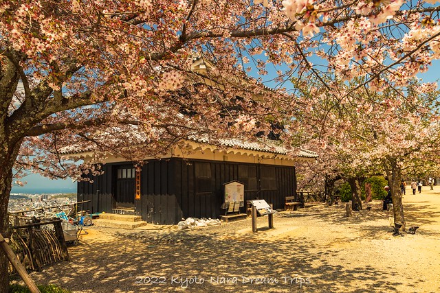 Sakura at Matsuyama Castle, Ehime prefecture-Japan.