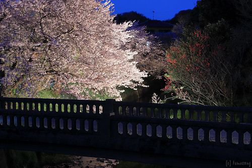 Sakura at Komono Bridge