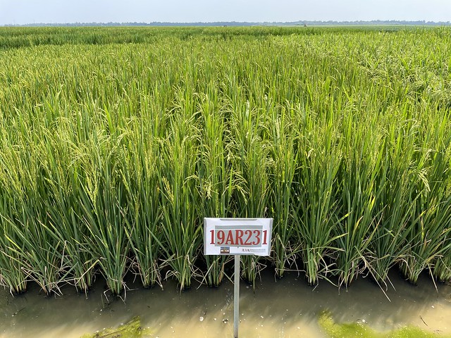 field of ARoma 22 rice