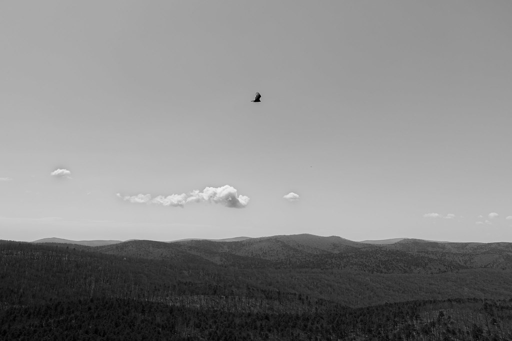 Vulture | Black Vulture flying above Flatside Pinnacle near … | Flickr