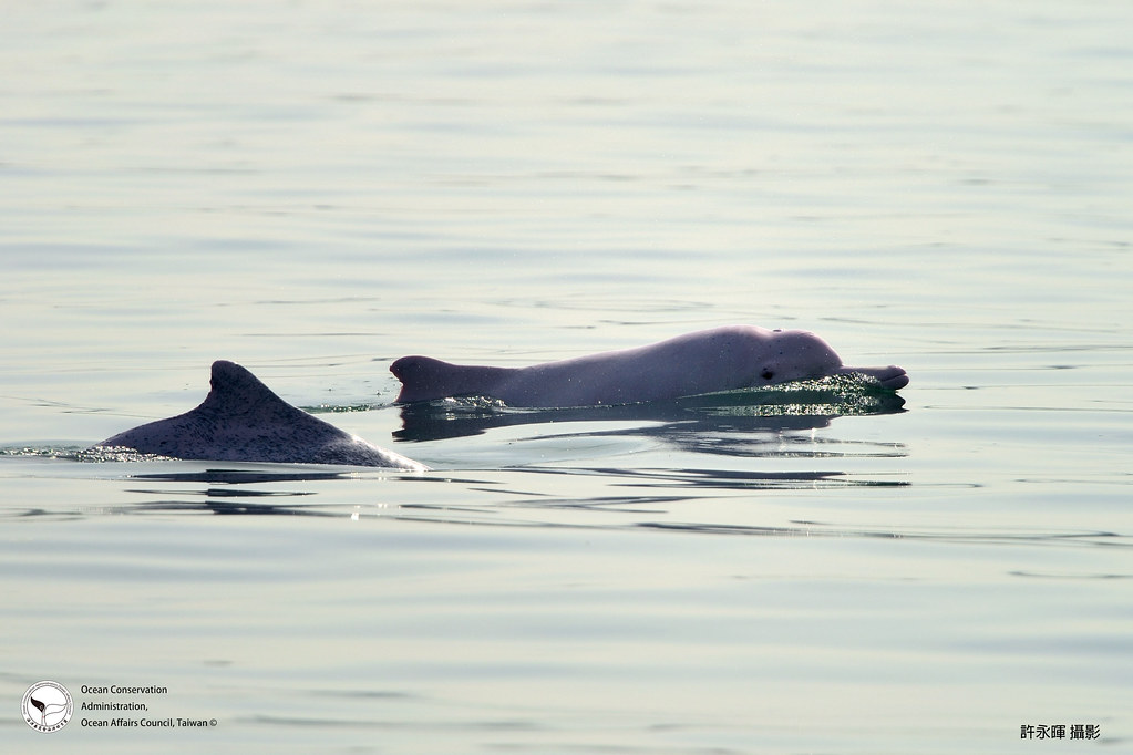 中華白海豚。圖片來源：海保署