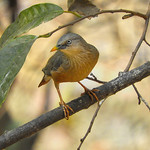 Chestnut Tailed Starling