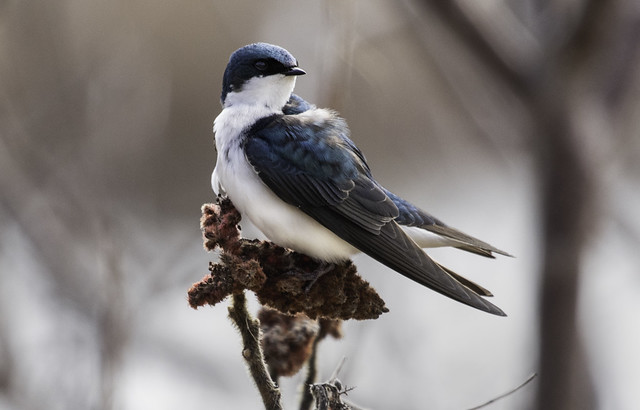 Sitting for a photo - Tree Swallow (m)