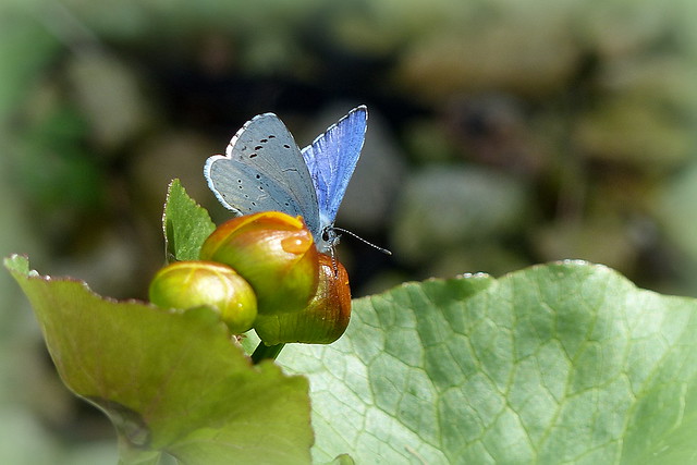 Holly Blue on Marsh Marigold buds