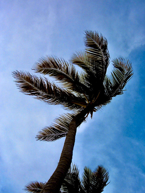 Palm Tree1