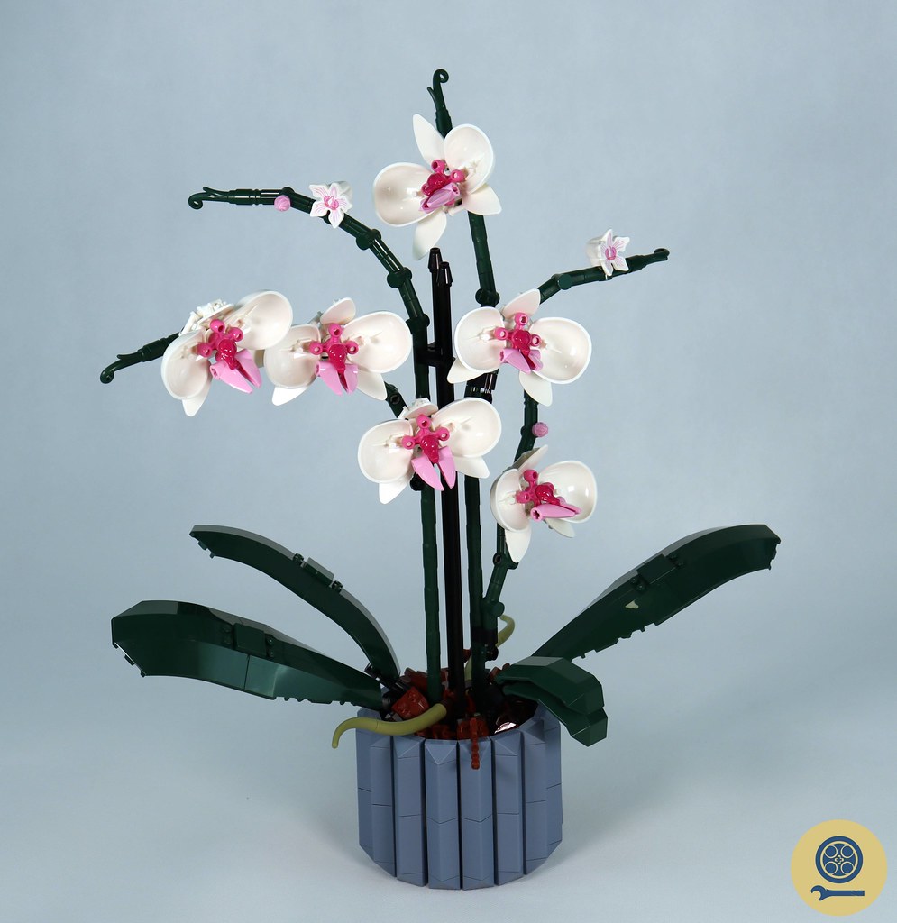10311 Orchid (1)