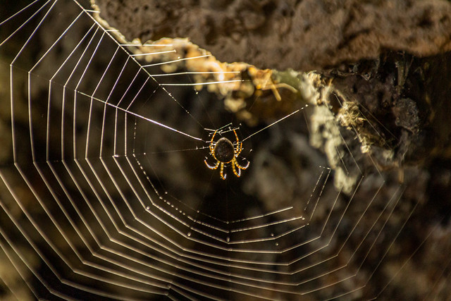 Grotto spider (20220412 1049)