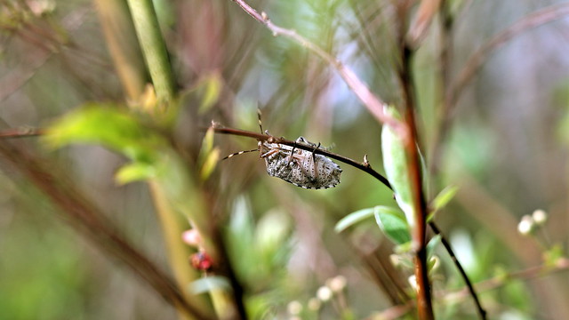 Die Graue Gartenwanze (Rhaphigaster nebulosa)