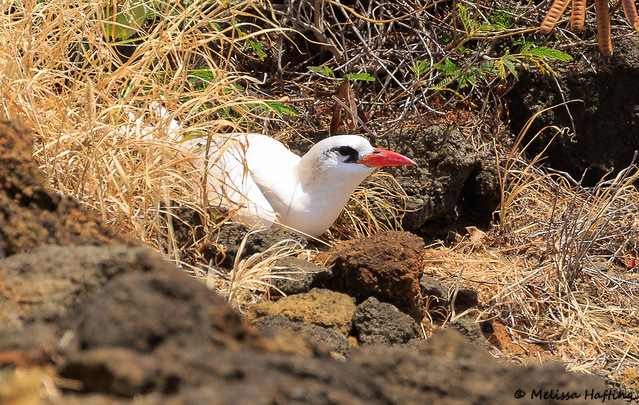 Red-tailed Tropicbird at nest (Phaethon rubricauda) - Oahu, HI