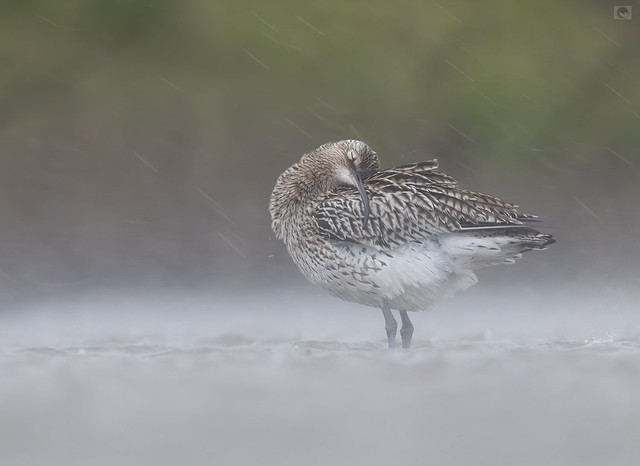 IMG_Eurasian curlew in the rain